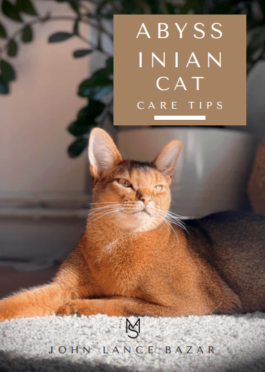 Abyssinian Cat Care Tips