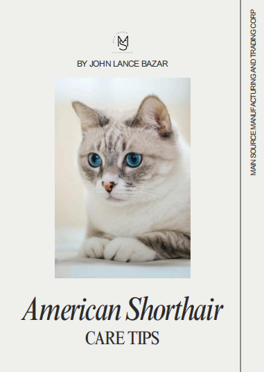 American Shorthair Care Tips