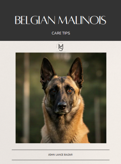 Belgian Malinois