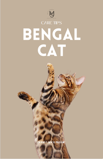 Bengal Care Tips