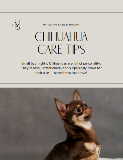 Chihuahua