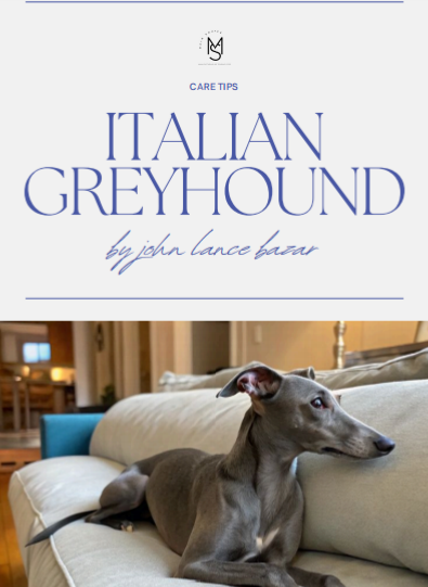 Italian Greyhound