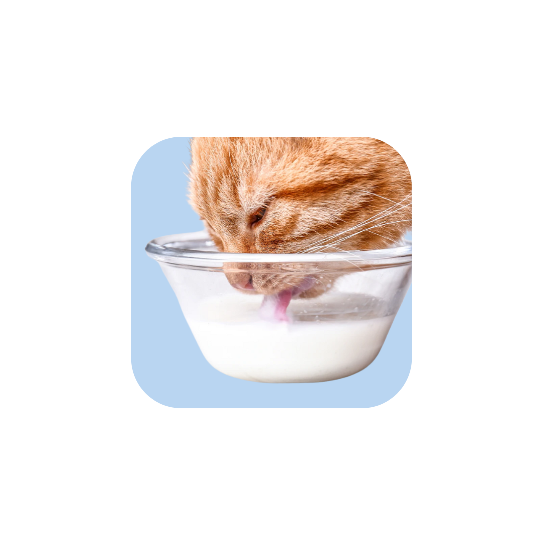 Milk