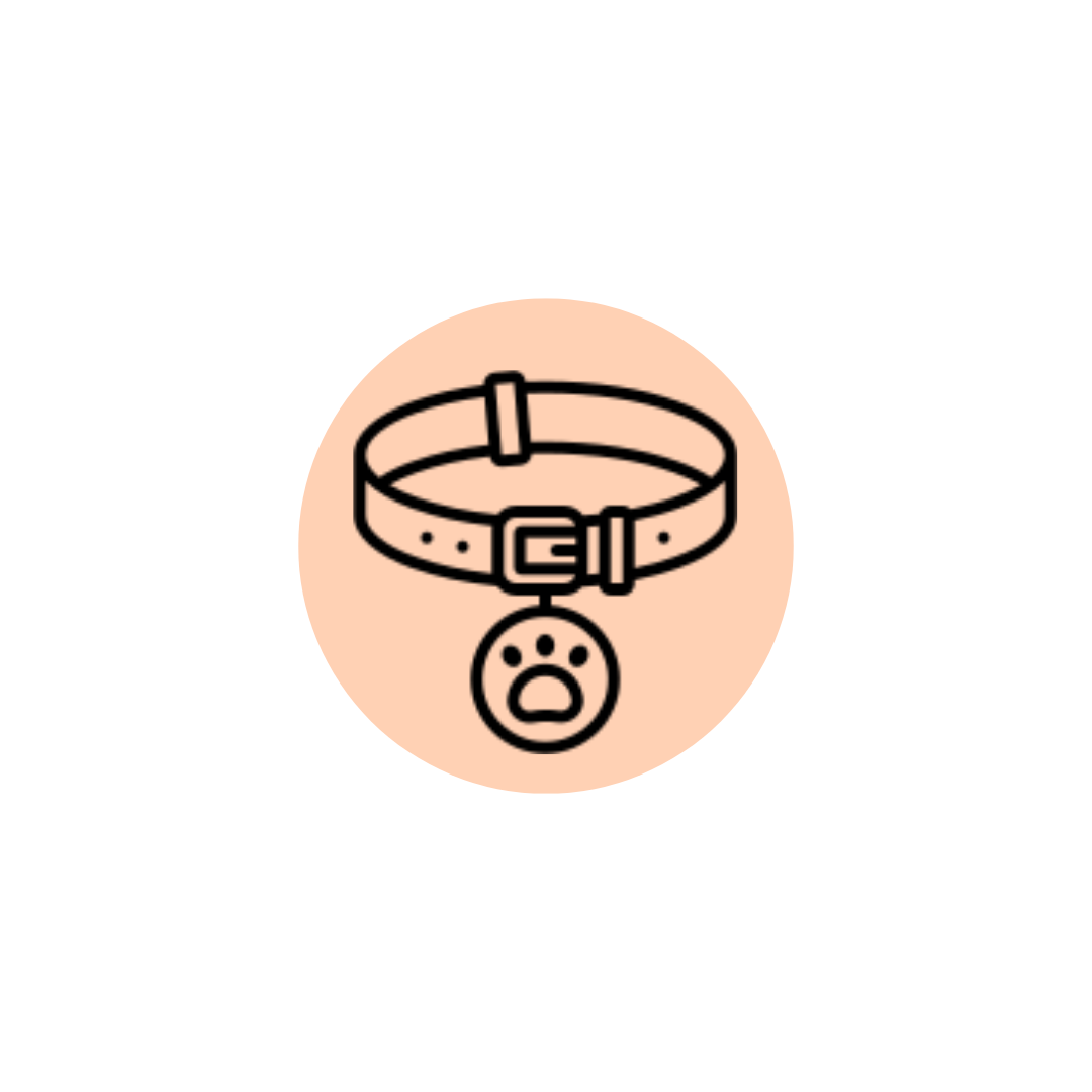 Pet Accessories