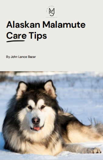 Alaskan Malamute Care Tips