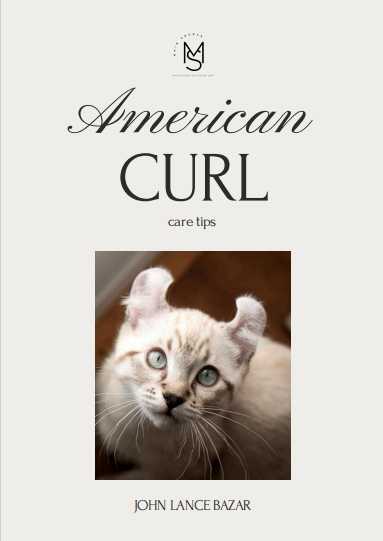 American Curl Care Tips