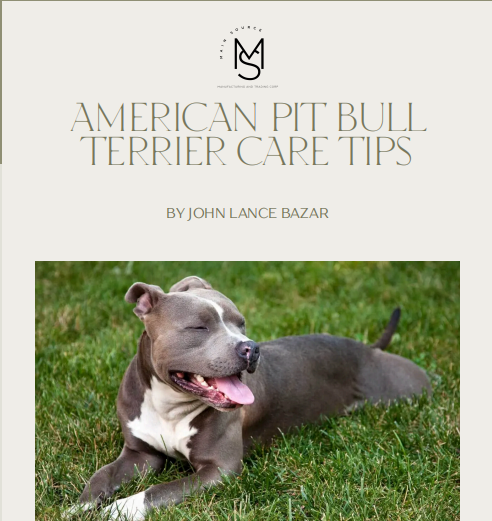 American Pit Bull Terrier