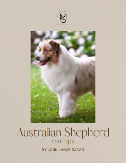 Australian Shepherd