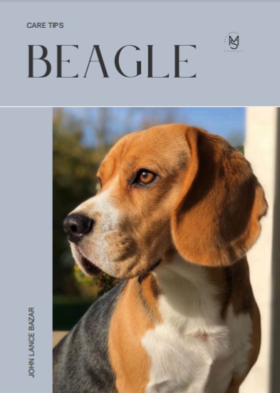 Beagle