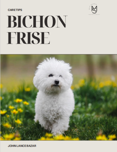Bichon Frise