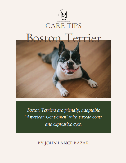 Boston Terrier