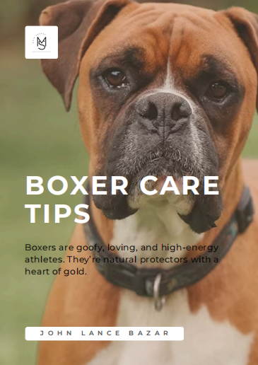 Boxer