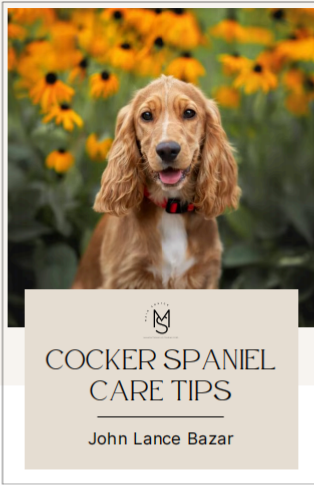 Cocker Spaniel