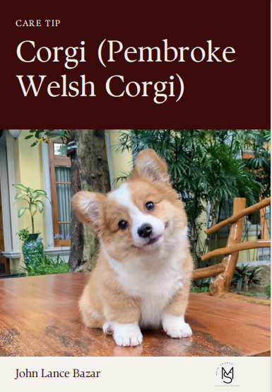 Corgi