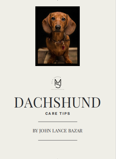 Dachshund