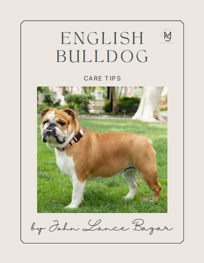 English Bulldog
