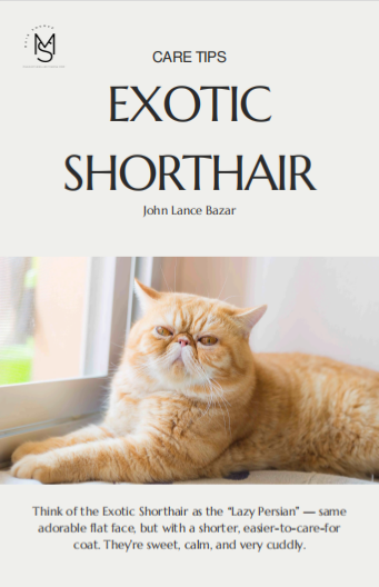 Exotic Shorthair Care Tips