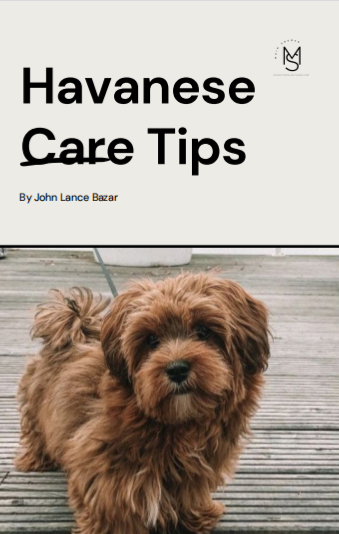 Havanese