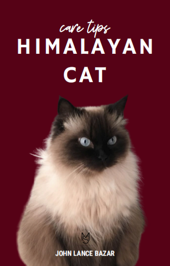 Himalayan Cat Care Tips