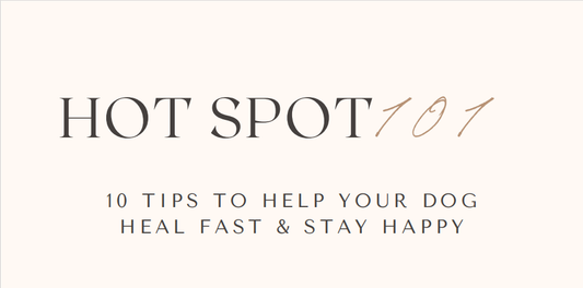 Hot Spot 101 10 Tips to Help Your Dog Heal Fast & Stay Happy