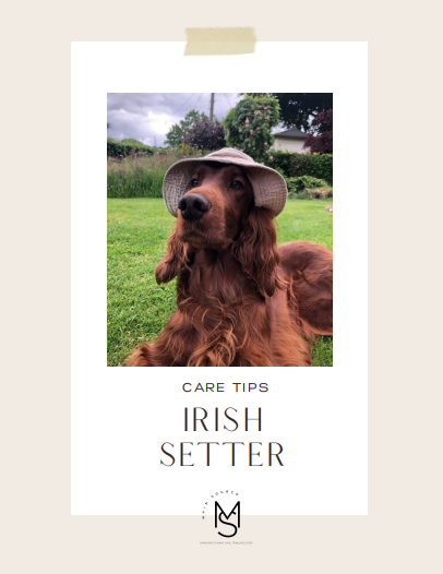 Irish Setter