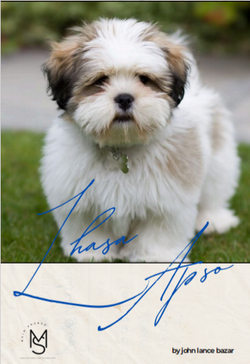 Lhasa Apso
