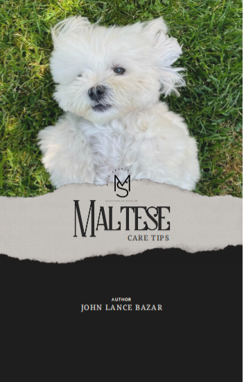 Maltese