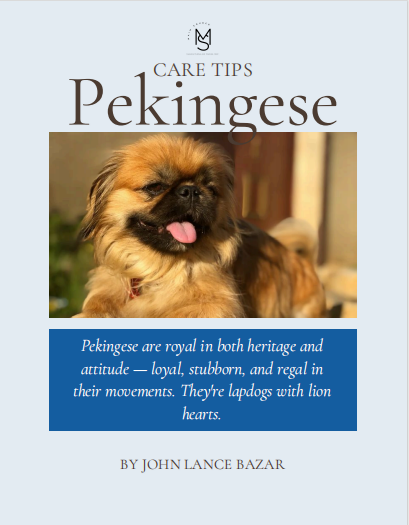Pekingese