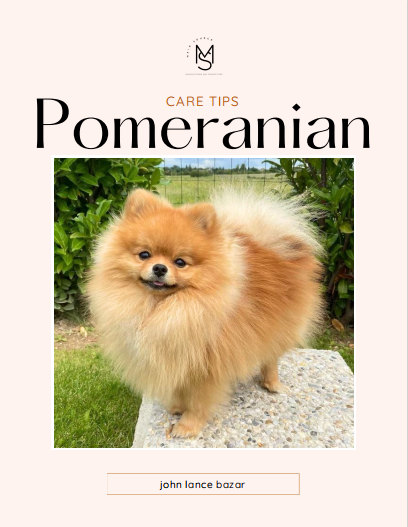 Pomeranian
