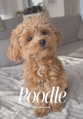 Poodle