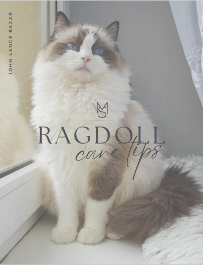Ragdoll Care Tips