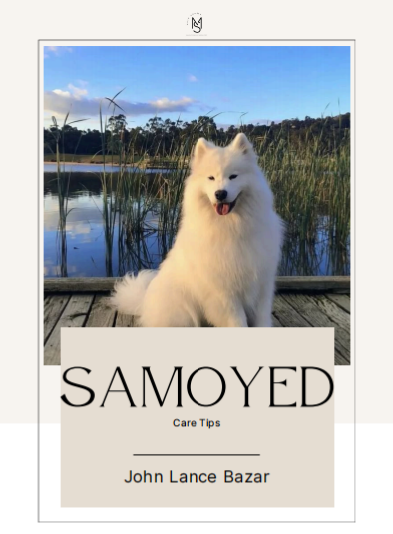 Samoyed