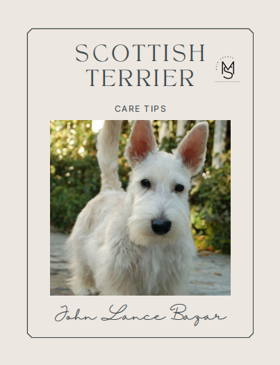 Scottish Terrier