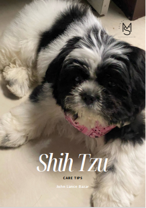 Shih Tzu