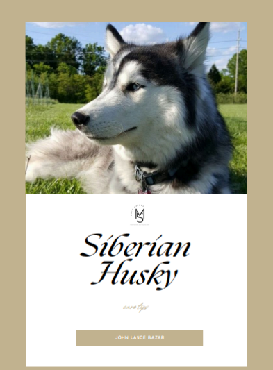 Siberian Husky