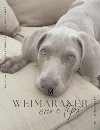 Weimaraner