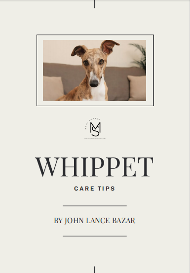 Whippet