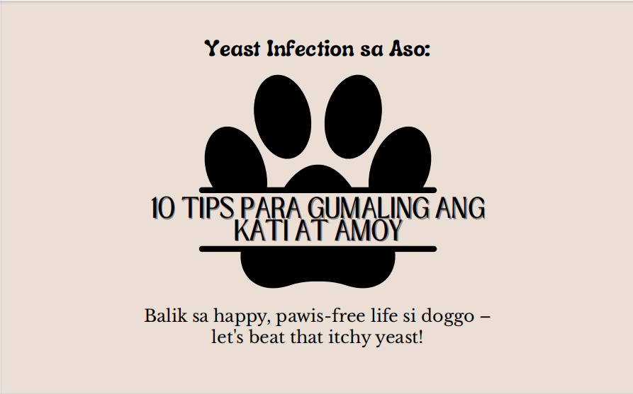 Yeast Infection sa Aso 10 Tips Para Gumaling ang Kati at Amoy