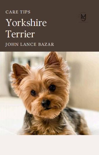 Yorkshire Terrier